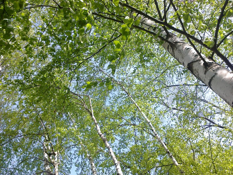 Береза обыкновенная (Betula Alba)