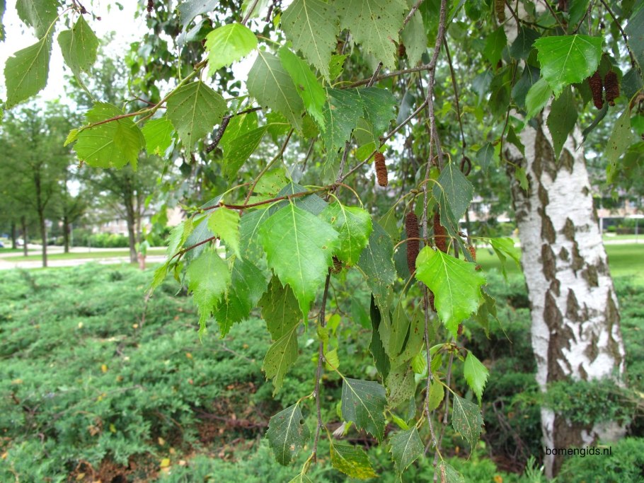 Betula pubescens листья