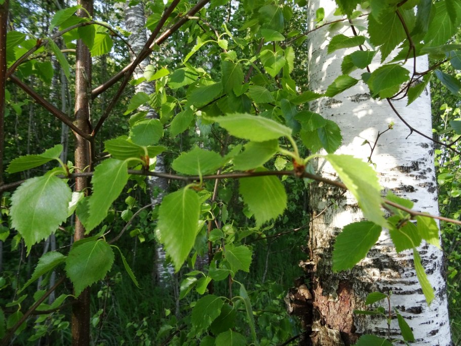 Береза пушистая Betula pubescens высота