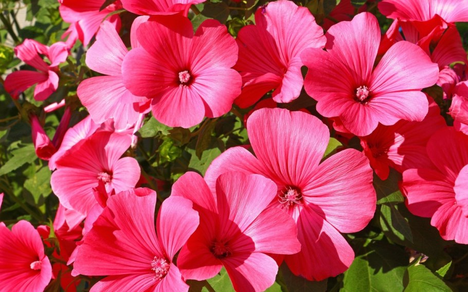 Лаватера цветок куст