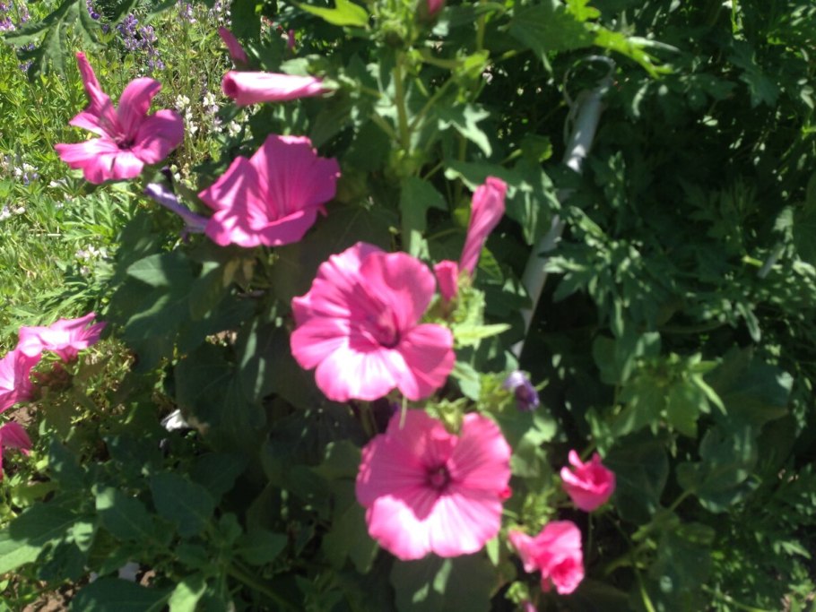 Лаватера Лавлайнс