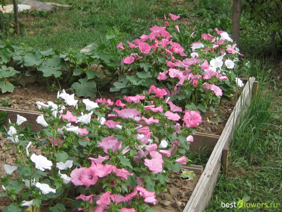 Лаватера хатьма