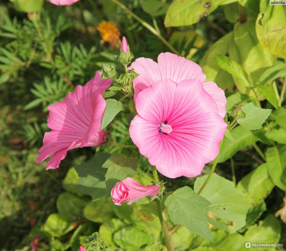 Лаватера Лавлайнс