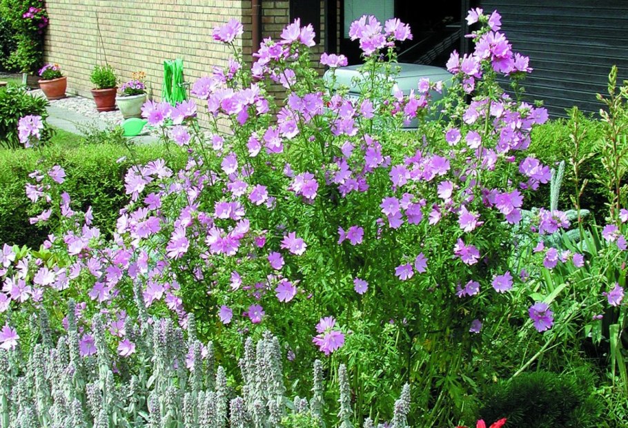 Лаватера куст