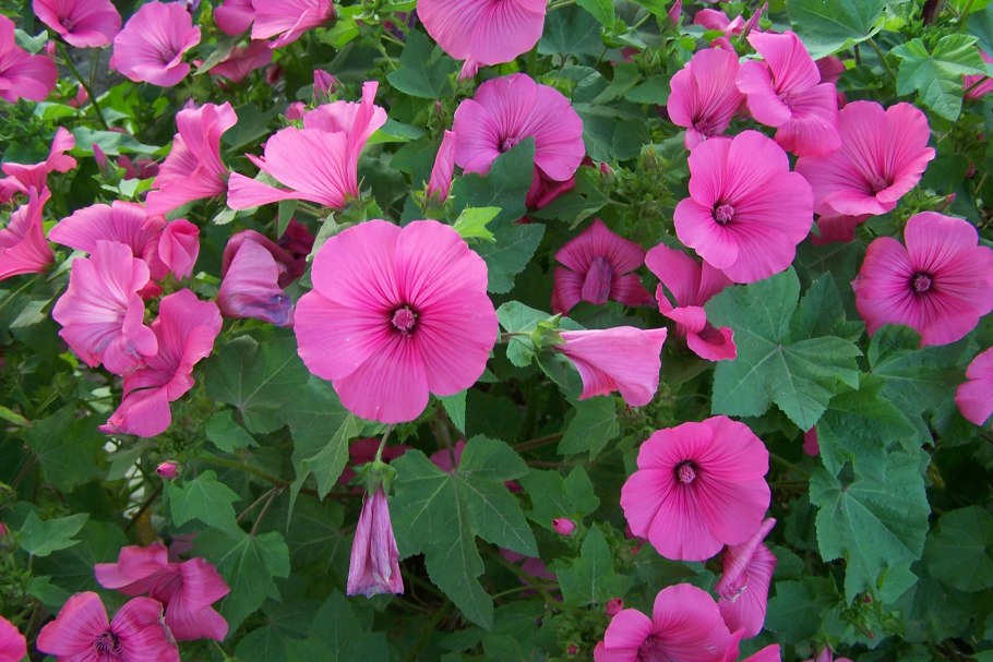 Lavatera Dwarf Pink blush