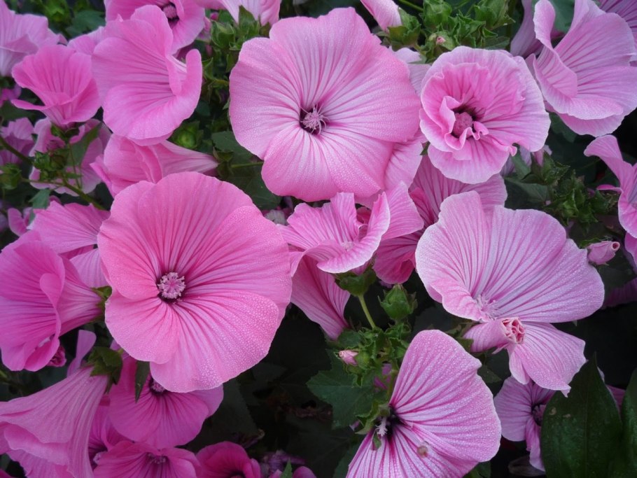 Lavatera trimestris