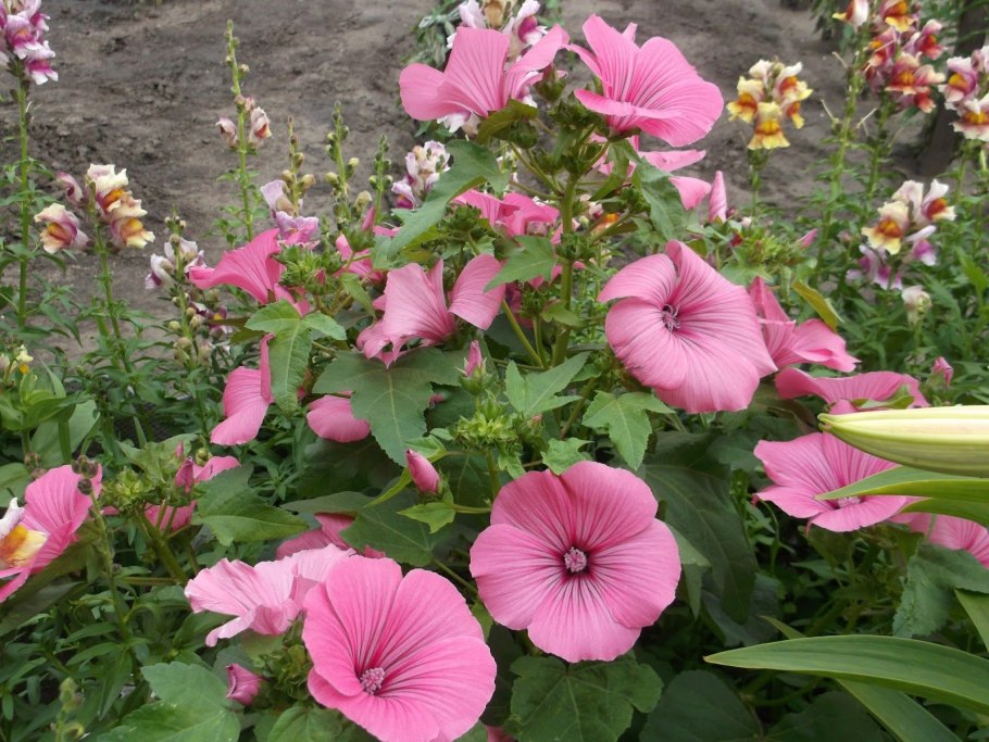 Цветок лаватера однолетник