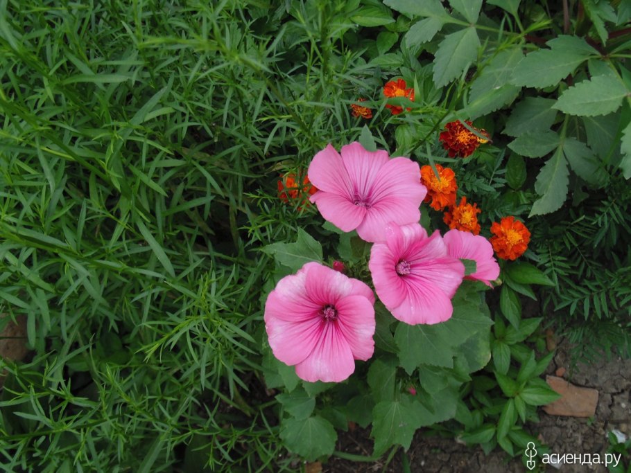 Лаватера Pink Beauty