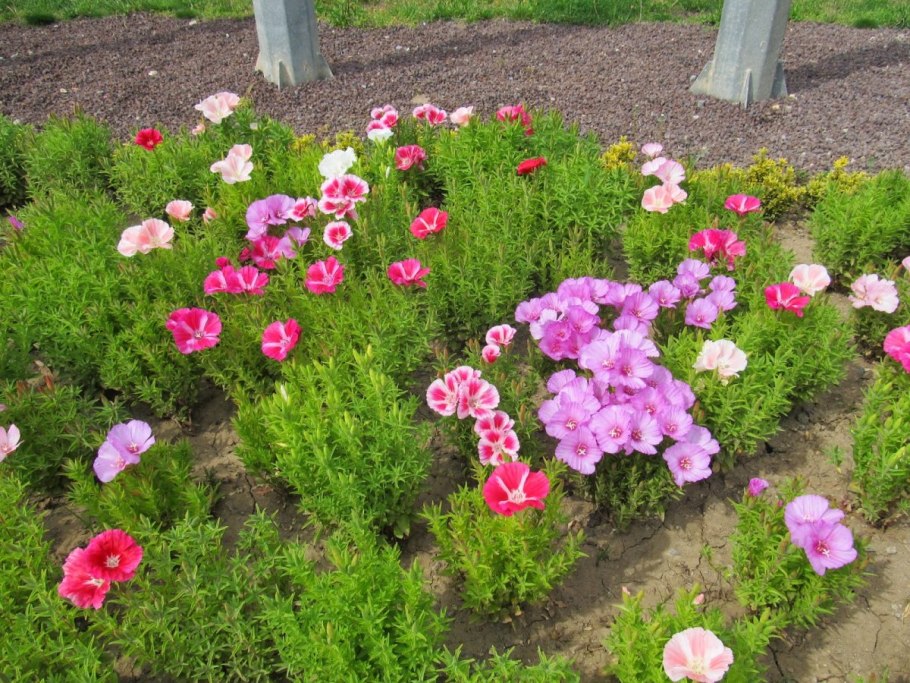 Лаватера тюрингенская многолетняя