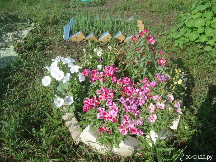 Лаватера Лавлайнс