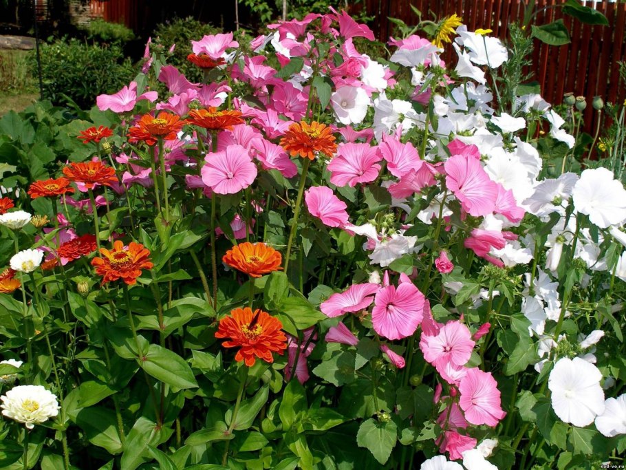 Лаватера многолетняя Монблан