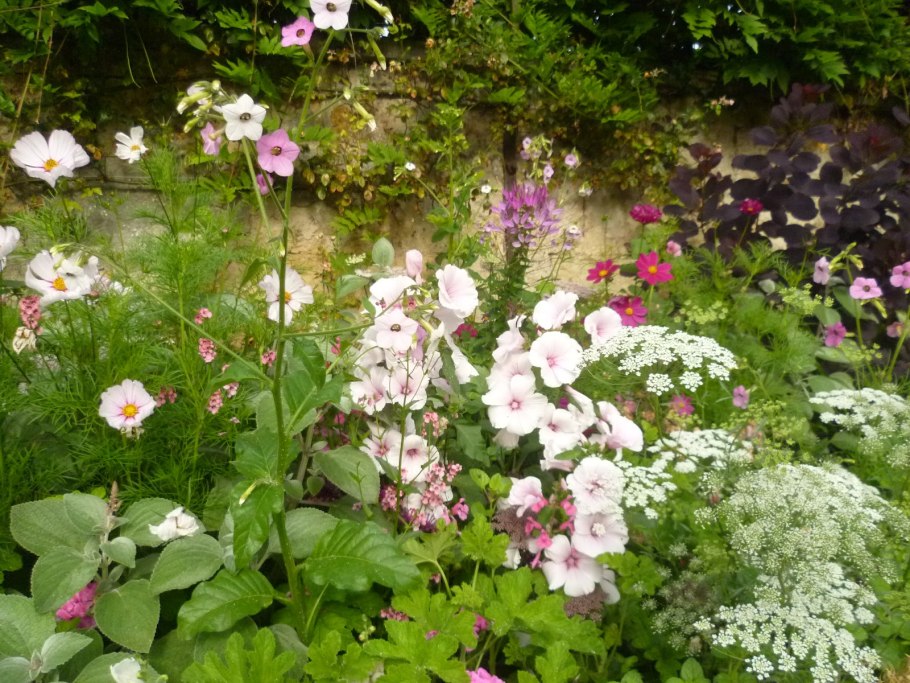 Лаватера хатьма