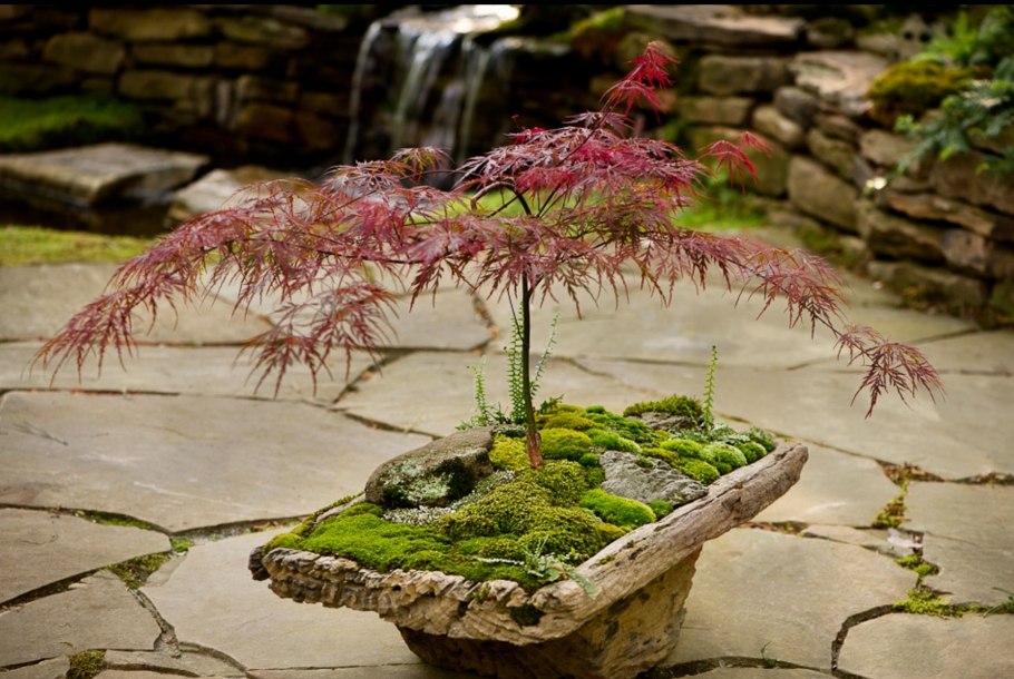 Японский сад папоротников