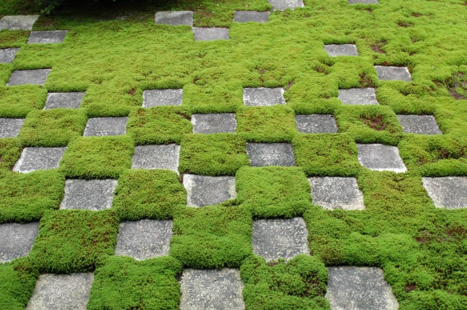 Мшанка шиловидная между камнями