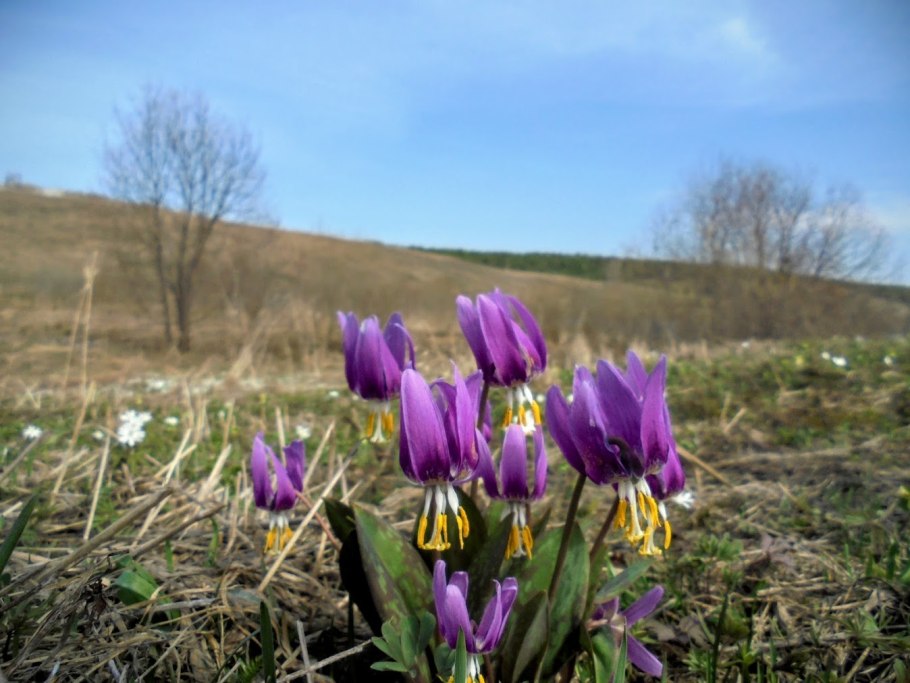 Кандык Сибирский