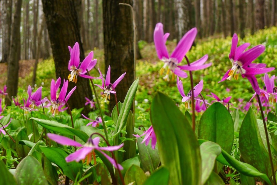 Кандык Сибирский родиола морозная