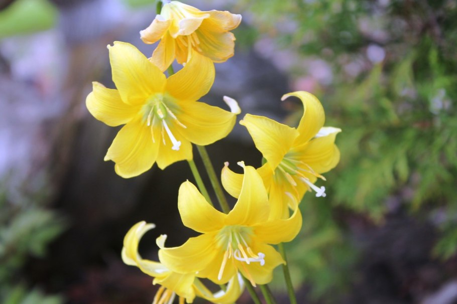 Кандык Сибирский