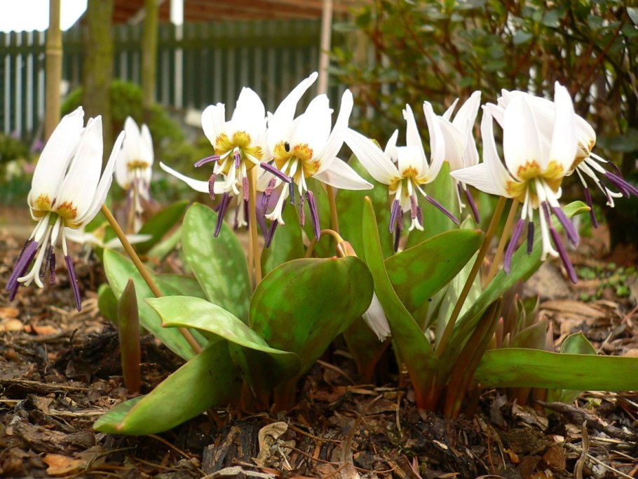 Кандык Хендерсона