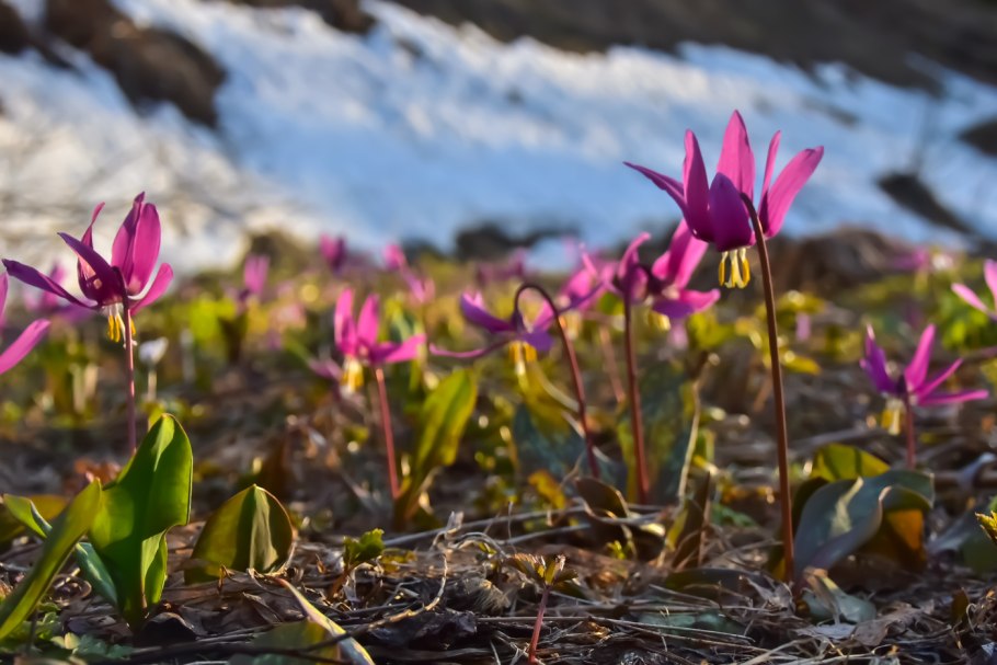 Кандык кавказский caucasicum