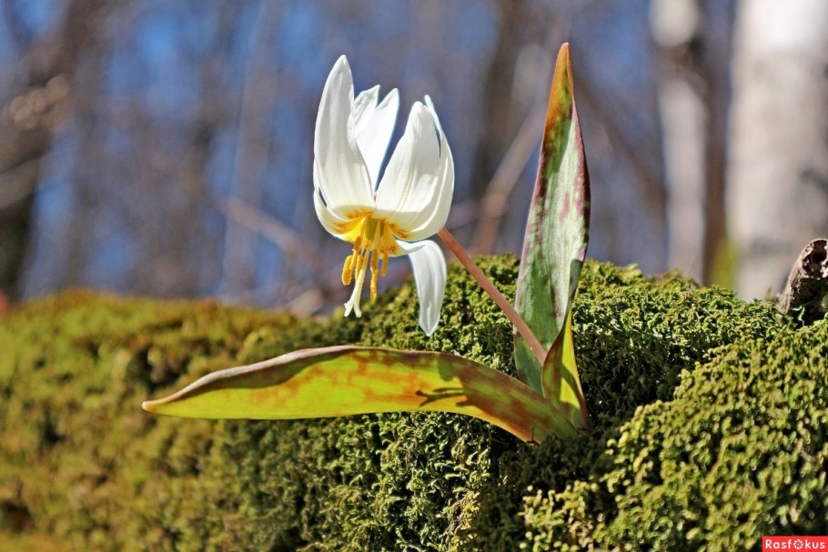 Кандык (Erythronium)