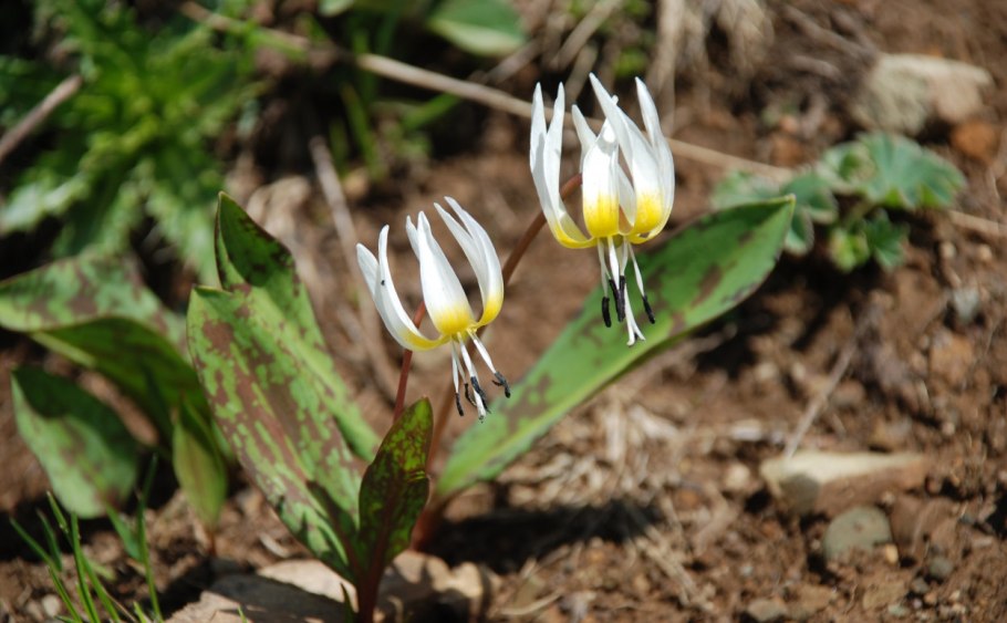 Кандык Сибирский