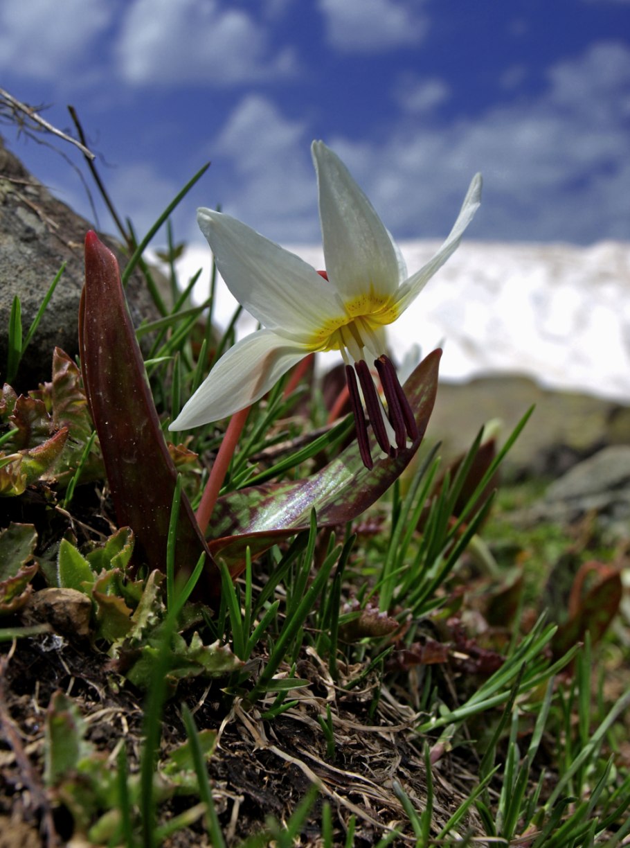 Кандык Абхазии