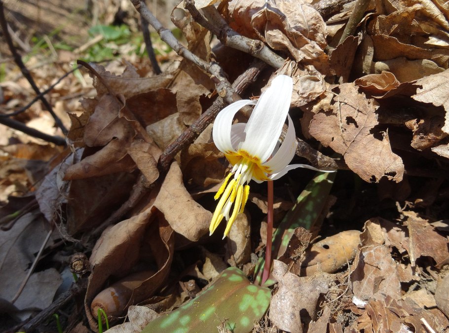 Кандык Сибирский