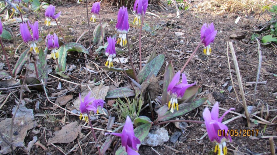 Кандык Европейский