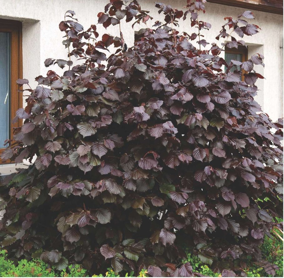 Лещина обыкновенная purpurea