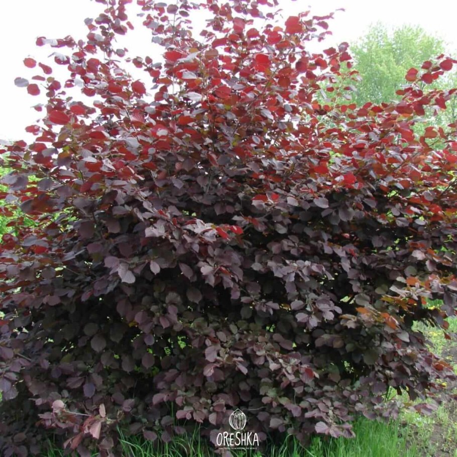 Скумпия Кожевенная Рубрифолиус