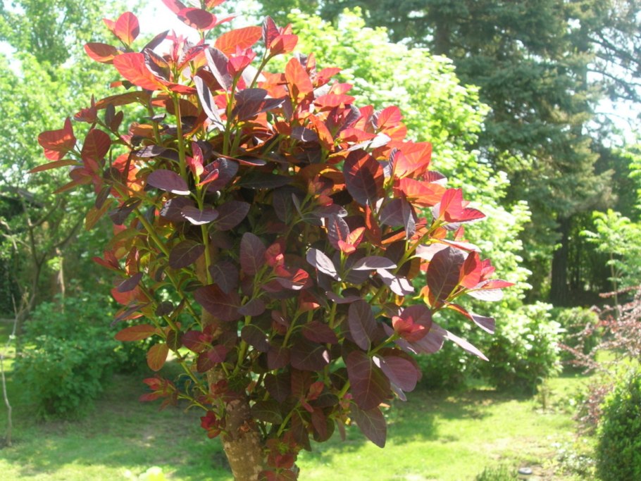 Фитодача это