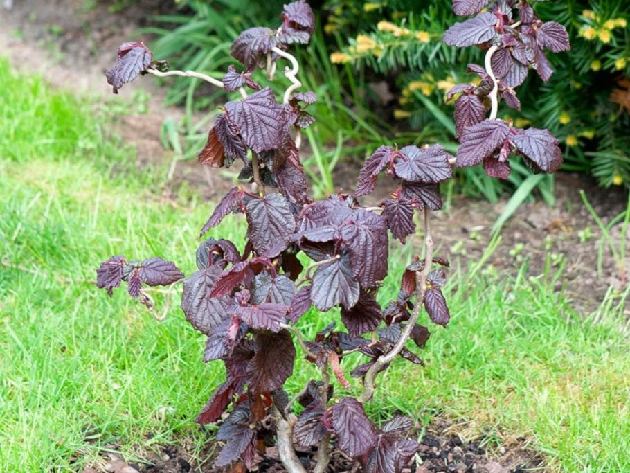 Лещина обыкновенная Пурпуреа