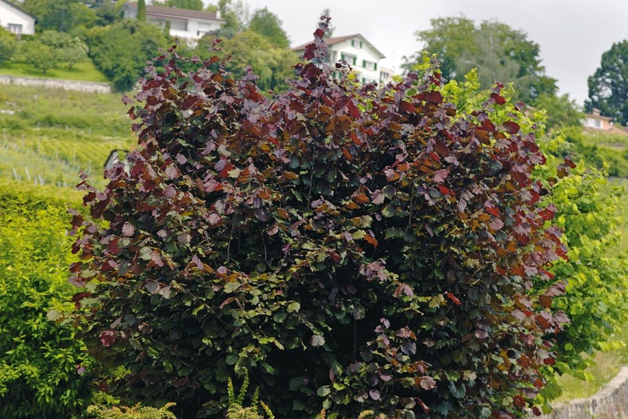 Лещина обыкновенная purpurea