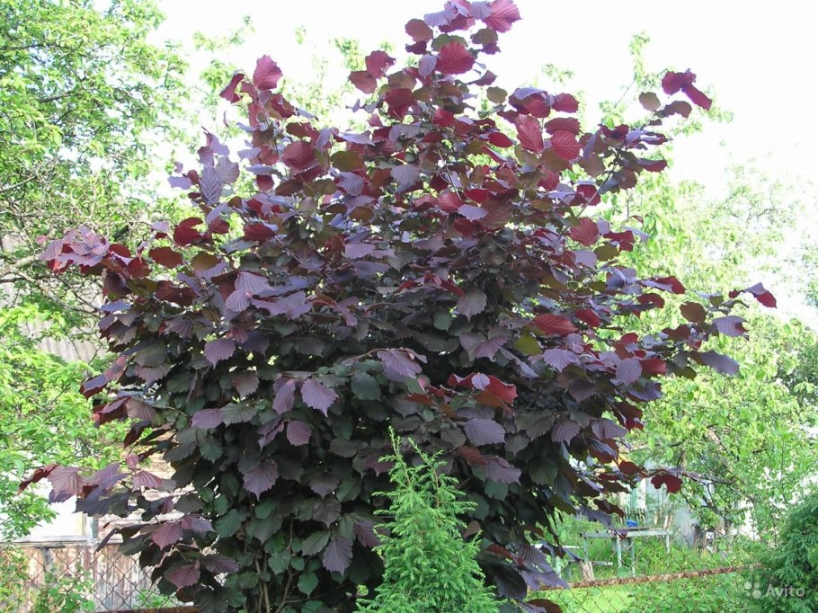 Лещина Пурпуреа