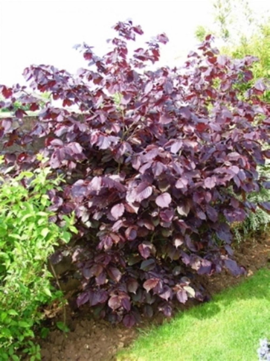 Corylus avellana 'Anny's Red Dwarf'
