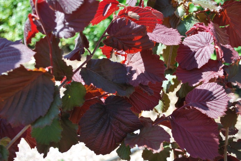 Лещина крупная Пурпуреа