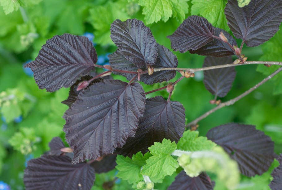 Лещина обыкновенная Пурпуреа