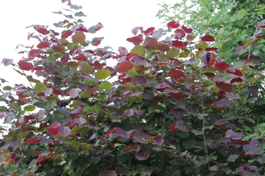 Лещина обыкновенная Пурпуреа