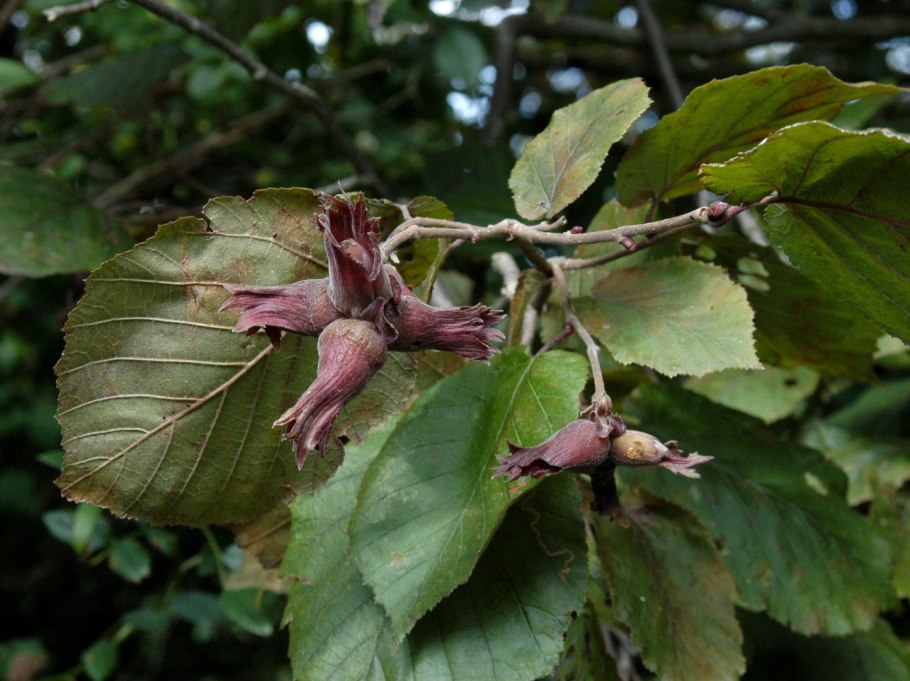 Cotinus coggygria ‘Nordine’