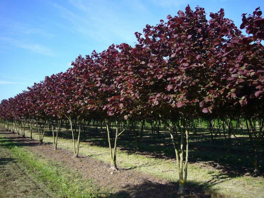 Бук Лесной Fagus sylvatica