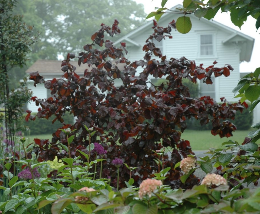 Лещина обыкновенная краснолистная