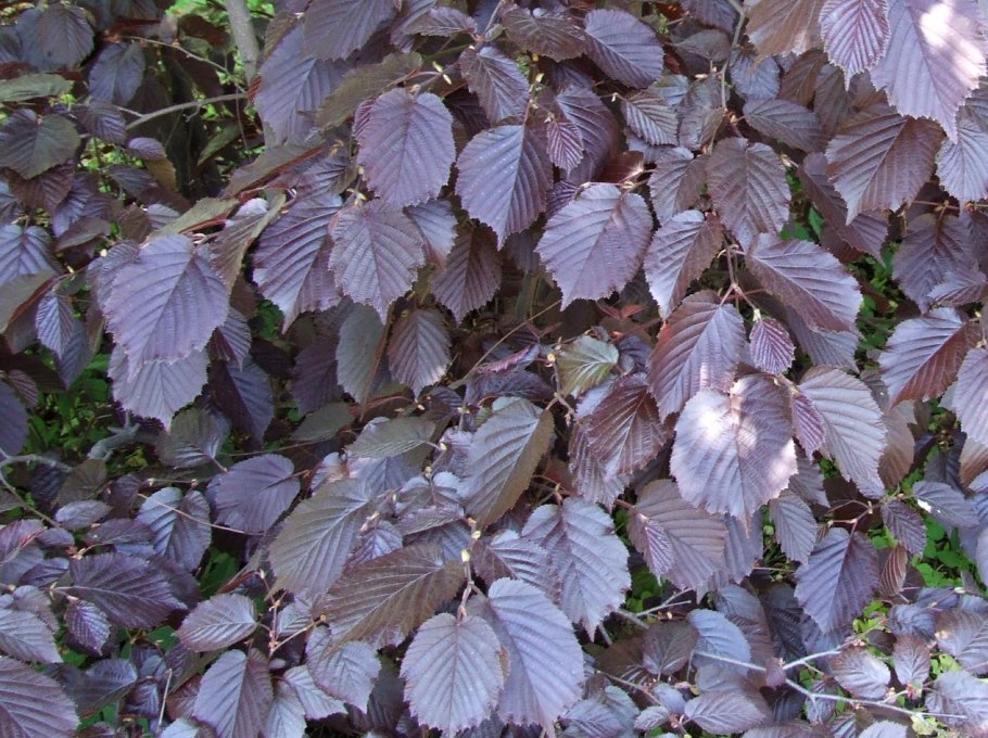Лещина обыкновенная Пурпуреа