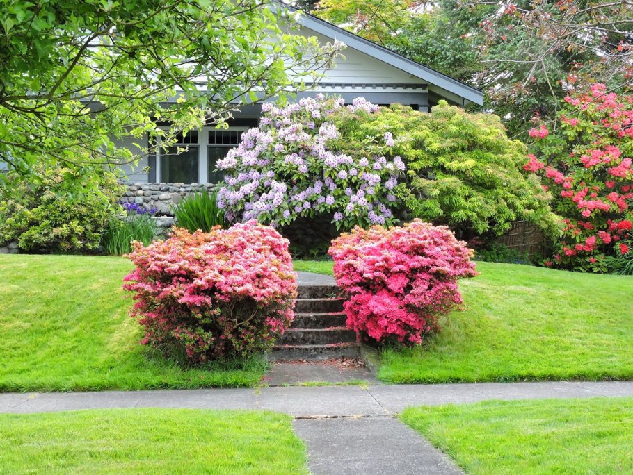 Самшит, гортензия, Барбарис