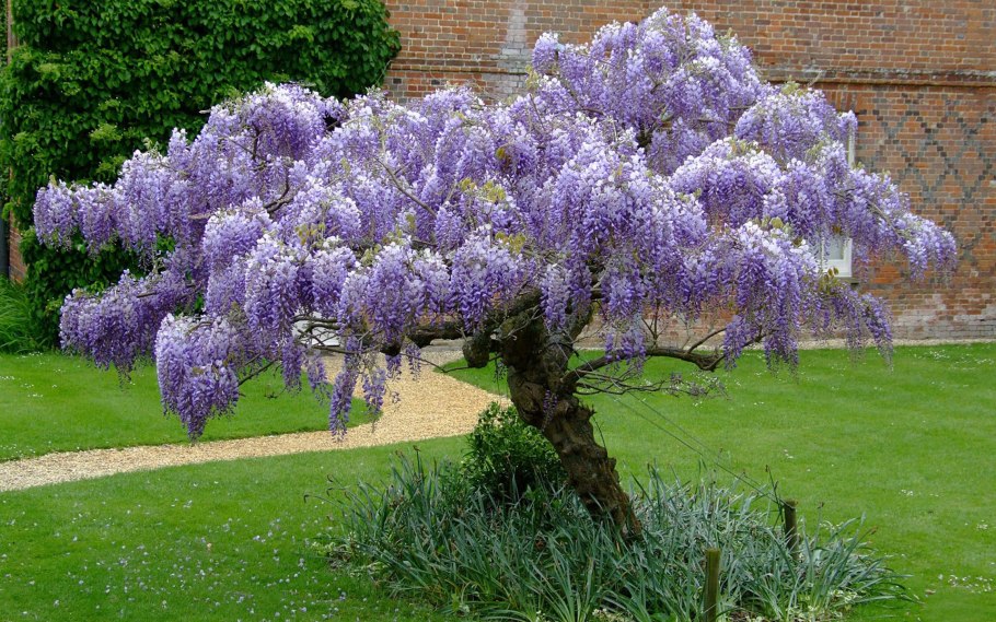Гортензия Садовая