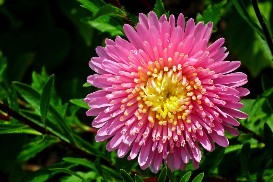 Астра венечная