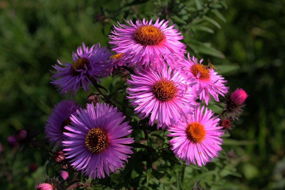 Астра кварцевая башня