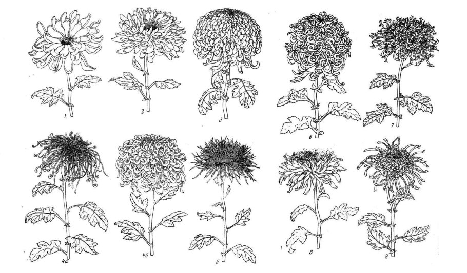 Астра ageratoides Ashvi