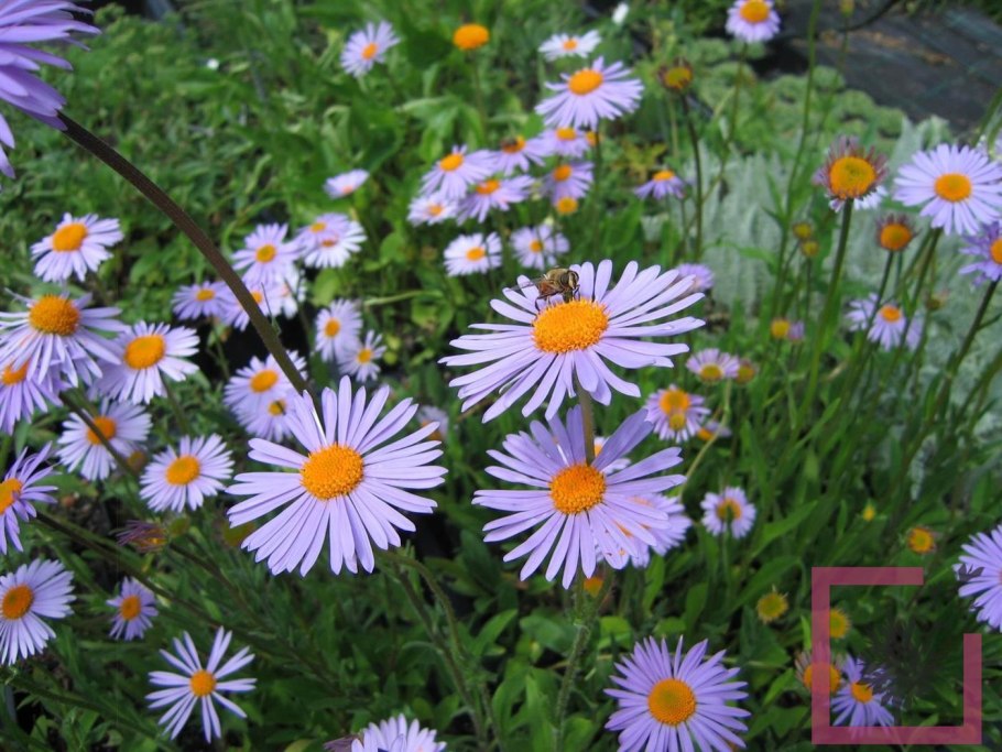 Астра Aster dumosus Rosenwichtel