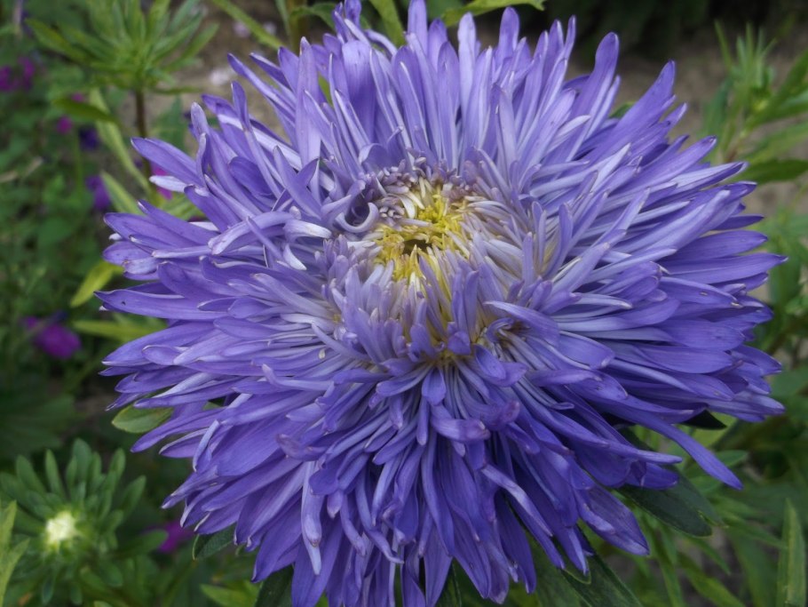 Астра однолетняя помпонная
