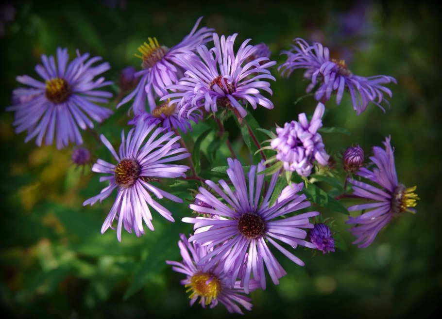 Астра Яблоневый цвет фото